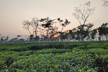 Bangladesh