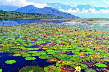 India